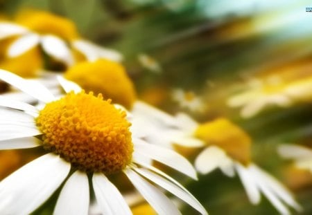 Life In The Sunshine - flowers, chamomiles, spring, nature