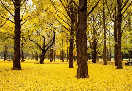 Japan's Golden Forest - trees, japan, nature, yellow, gold, forest, cool