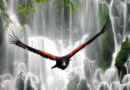 Bird At A Waterfall - bird, animal, nature, waterfall