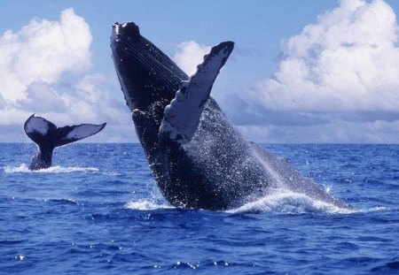 pacific whales - pacific, whale, beach, mexico, sea, ocean