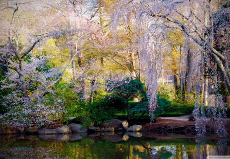 beautiful park pond - blossoms, pond, rocks, trees, park