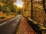 road through a forest in autumn