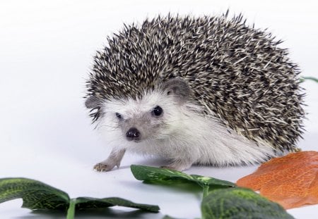 Hedgehog - animal, cute, life, hedgehog