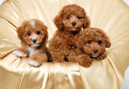 Cute puppies