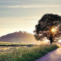 morning, road, tree, village