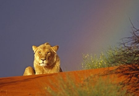 leon and rainbow background - cats, background, leon, rainbow