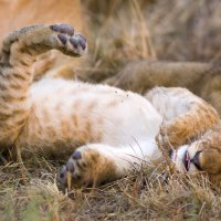 cute lion cub playing