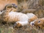 cute lion cub playing