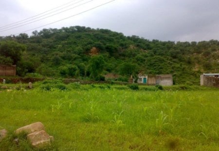 My Village - nice, nature, village, pak, beautiful, green, field