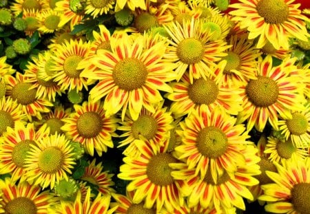 Chrysanthemum - flower, bright, yellow, chrysanthemum, colorful