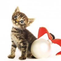 Christmas and New Year Smart Kitten