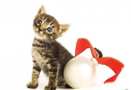 Christmas and New Year Smart Kitten