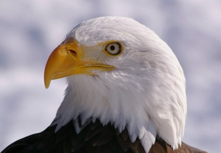 Eagle - eagle, fly, animal, bald