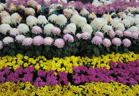 Chrysanthemum - chrysanthemum, colorful, beautiful, garden