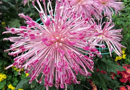 Chrysanthemum - chrysanthemum, lovely, pink, beautiful