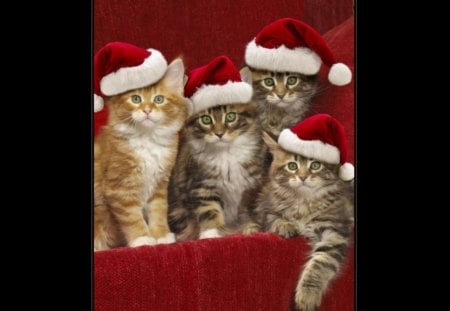 Kittens ready for Christmas - christmas, cats, kittens, ready