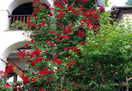 I fiori di Brosso - cascata, di rose, rosse, 2