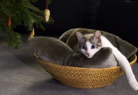 Christmas present - christmas, basket, pillow, present, tree, cat