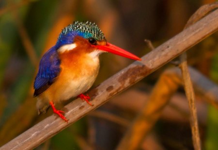 Beautiful.... - bird, little, beautiful, colored, colors