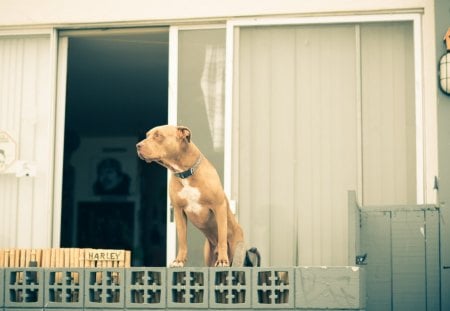 Dog - playful dog, cute, beautiful, puppy, adorable, dogs, dog face, face, animals, pretty, beauty, bubbles, sweet, window, playful, puppies, pay, lovely, dog