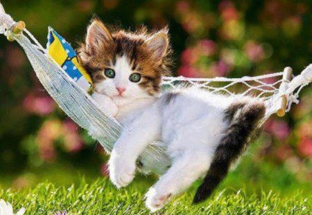 cute hammock - cat, kitty, hammock, animals, cats, cute