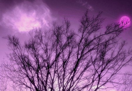 INDIGO WINTER DAY - sky, indigo, clouds, day, sun, winter, tree