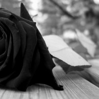 Mourning Rose