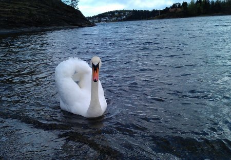 Beautiful Swan - swan, lake, trees, animals, water, nature, norway, beautiful, birds