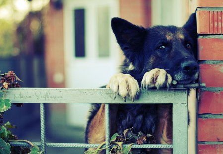 German Shepherd - dogs, beautiful, cute, adorable, german, german shepherd, sweet, animals