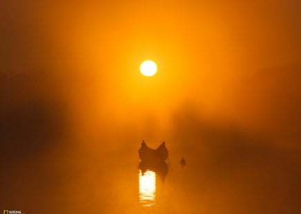 misty dawn - dawn, water, fog, mist, sun