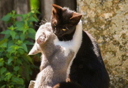 Cats - sleepy, cute, beautiful, cat, sleeping, kitty, cats, hat, cat face, paws, face, animals, pretty, beauty, sweet, kitten, lovely