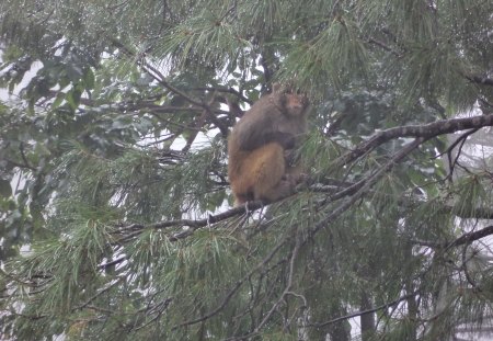 Monkey - monkey, animal, beauty, pakistan, nature