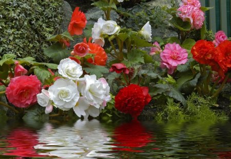 flowers - nature, water, flowers, reflection