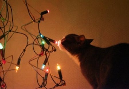 Christmas would like to know - color bulbs, learn to know, cats, night, christmas