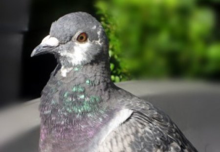 Pigeon - birds, pigeon, anials, colour, beautiful, eye, feather, grey, white, purple, green