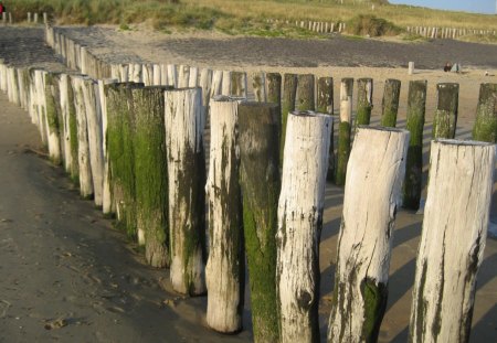 Beach in Zoutelande, the Netherlands - dunes, blue, wood, beach, beautiful, beaches, sand, nature, green, sky