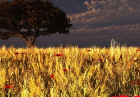 harvest time - wheat, poppies, clouds, field, tree