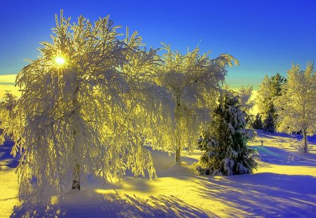 'Splendid Light of Sun' - attractions in dreams, scenery, creative pre-made, snow, shining, forests, landscapes, seasons, amber, winter holidays, trees, winter, beautiful, colors, xmas and new year, valley, glow, frozen, nature, white trees, love four seasons