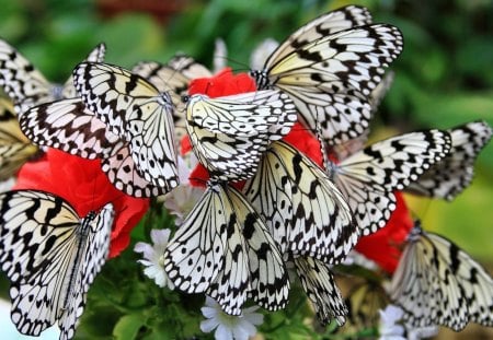 Butterflies - flowers, plants, red, butterflies