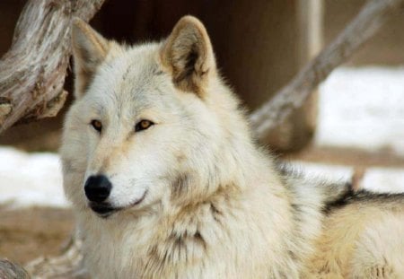 White Beauty - wolf, animals, dogs, other, white wolf