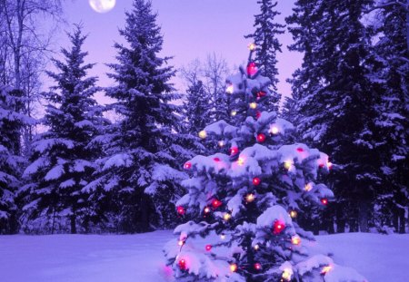 Christmas Tree - christmas, pine tree, night, nature