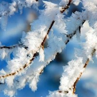 Nature winter snow frost