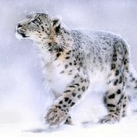 Winter Clouded Snow Leopard