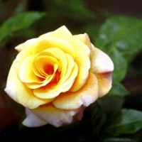 Yellow rose