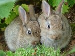 WILD RABBITS