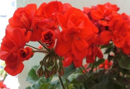 GERANIUMS - geraniums, pretty, flowers, red