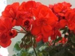 GERANIUMS