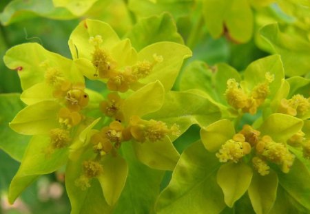 YELLOW EUPHORBIA - flowers, yellow, nature, pretty