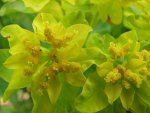 YELLOW EUPHORBIA