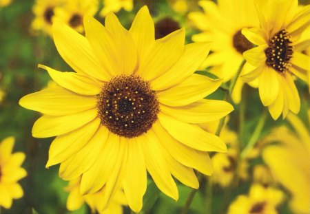 Sunflowers - pretty, small, sunflowers, flower